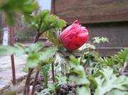 23rd Feb 2013 - 'earth': first anemone blooming in our garden