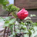 'earth': first anemone blooming in our garden by quietpurplehaze