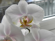 14th Feb 2013 - Orchid