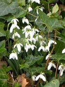 15th Feb 2013 - Snowdrops and Ivy