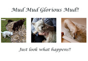23rd Feb 2013 - 23rd February - Mud