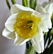 23rd Feb 2013 - another daffodil