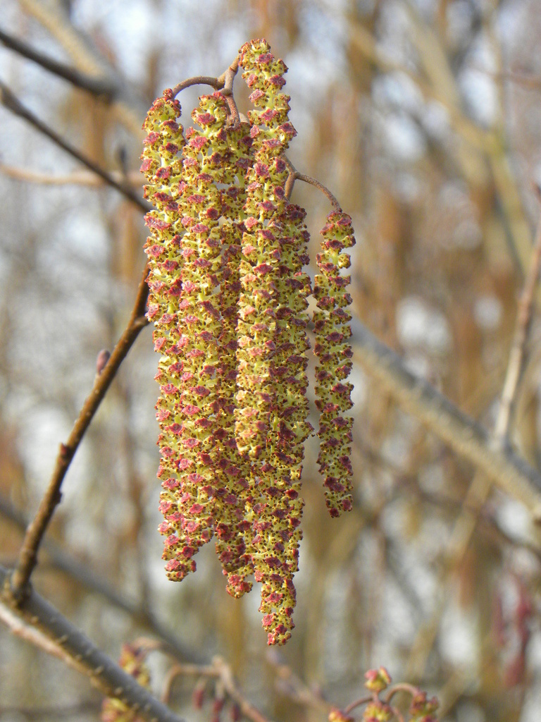 Catkins by oldjosh