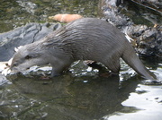 18th Feb 2013 - Otter
