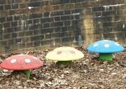 20th Feb 2013 - Toadstools