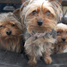 Yorkshire Terriers. by gamelee