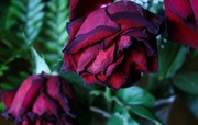 23rd Feb 2013 - My poor roses