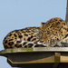 Leopard by harveyzone