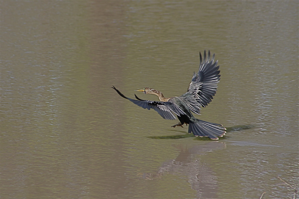Anhinga Coming In For a Landing by rob257