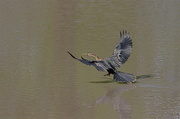 21st Feb 2013 - Anhinga Coming In For a Landing