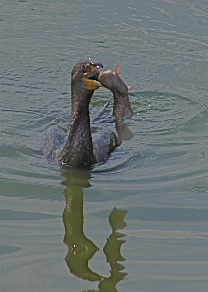 Cormorant Lunch by rob257