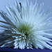 chrysanthemum by mariadarby