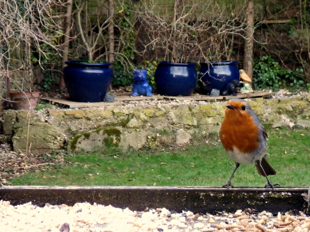 Tails from the bird table 01 - Robin all the worms by bulldog