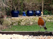 23rd Feb 2013 - Tails from the bird table 01 - Robin all the worms