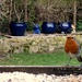 Tails from the bird table 01 - Robin all the worms by bulldog