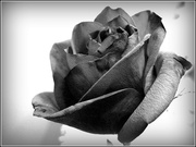 23rd Feb 2013 - Red Rose in Black and White