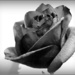Red Rose in Black and White by olivetreeann