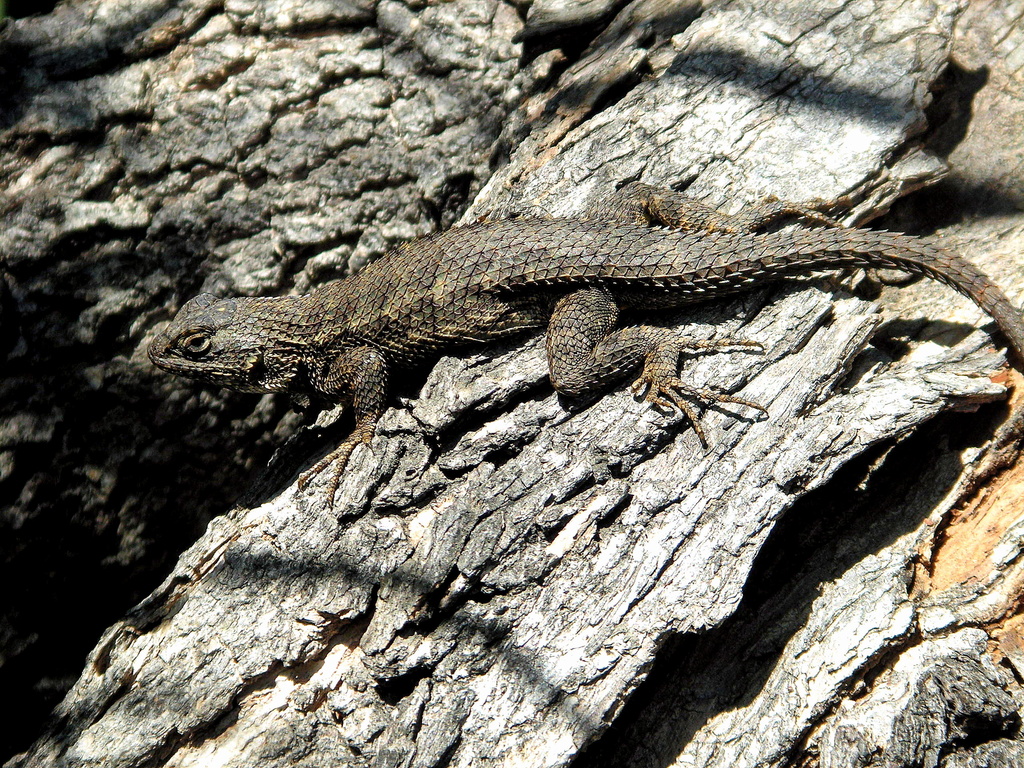 More Fun With Lizards by pasadenarose