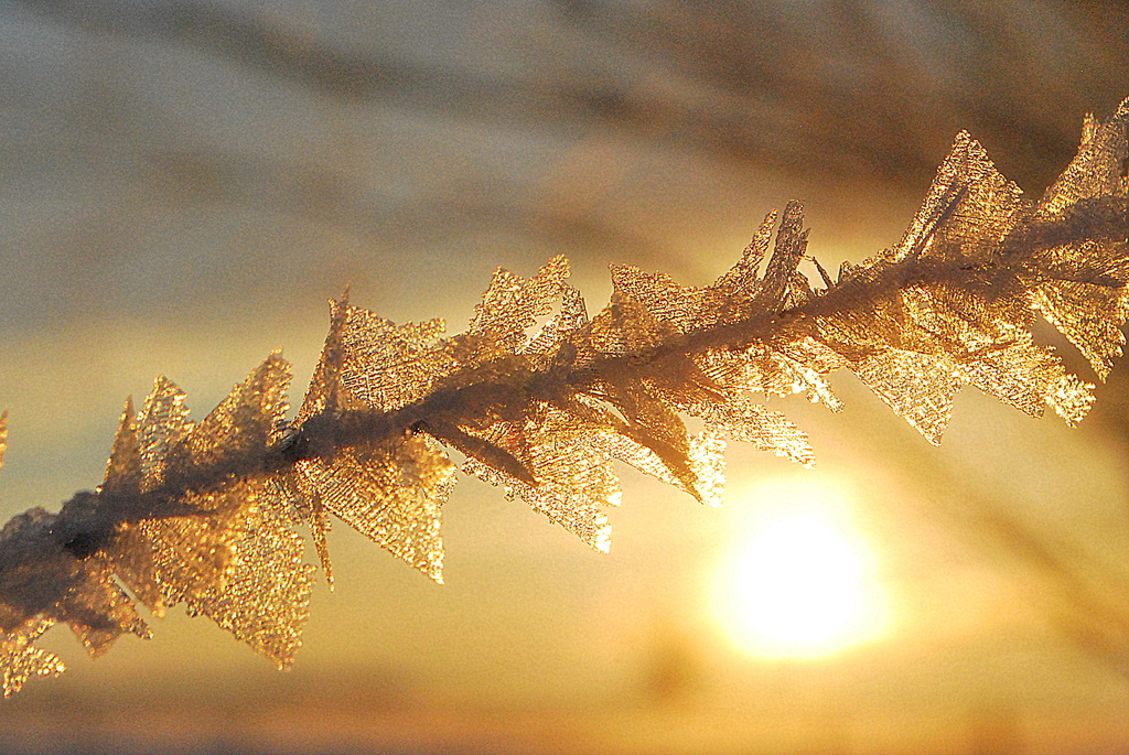 Ice Crystals at Sunrise by kareenking
