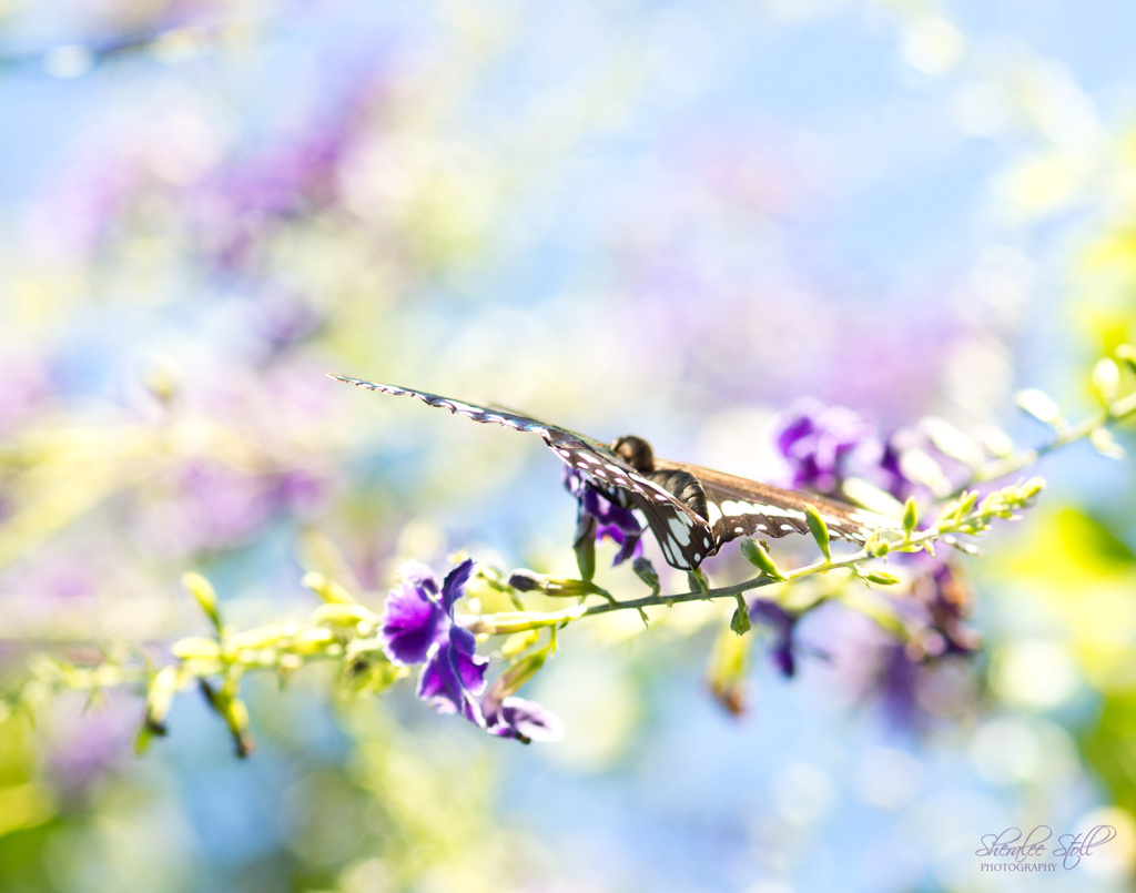 Flight of the butterfly by bella_ss