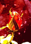 24th Feb 2013 - Sunčana ruža