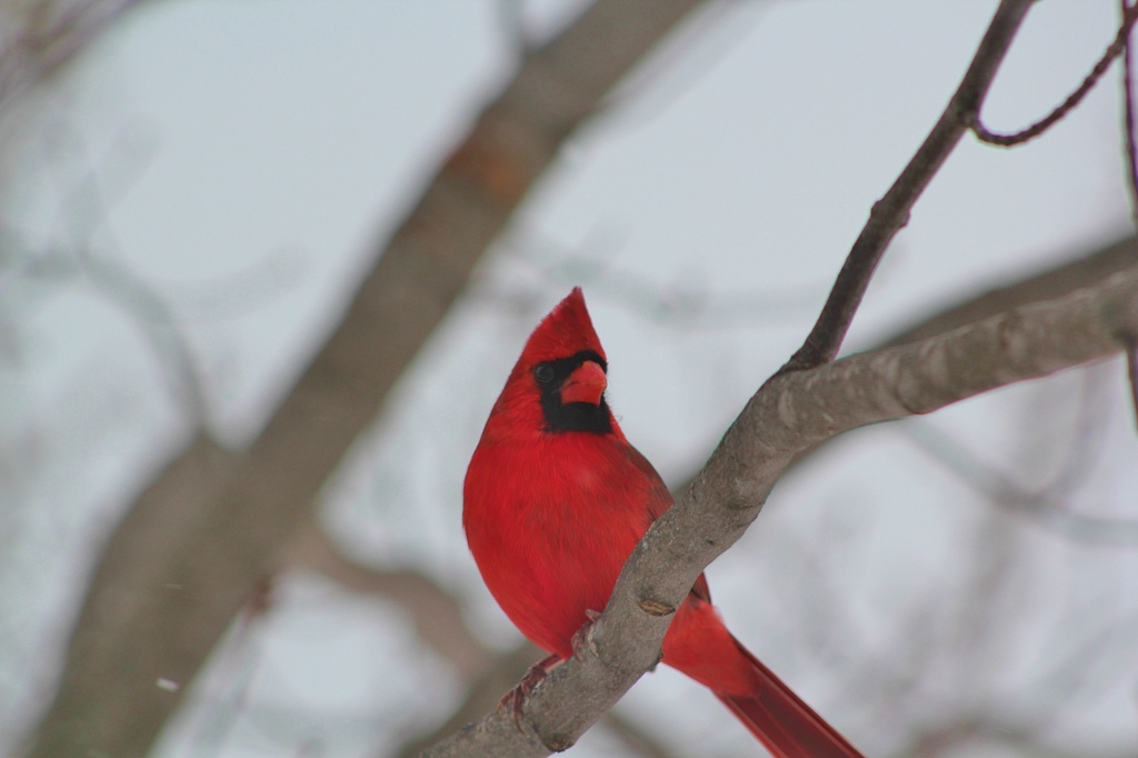 Red Bird by edorreandresen