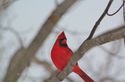 23rd Feb 2013 - Red Bird