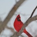 Red Bird by edorreandresen