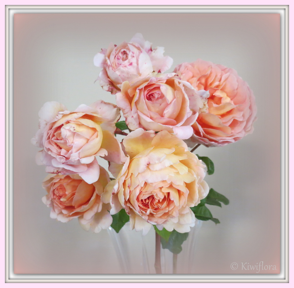 Rose 'Abraham Darby' by kiwiflora