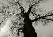24th Feb 2013 - A tree