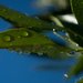 leaf drops by winshez
