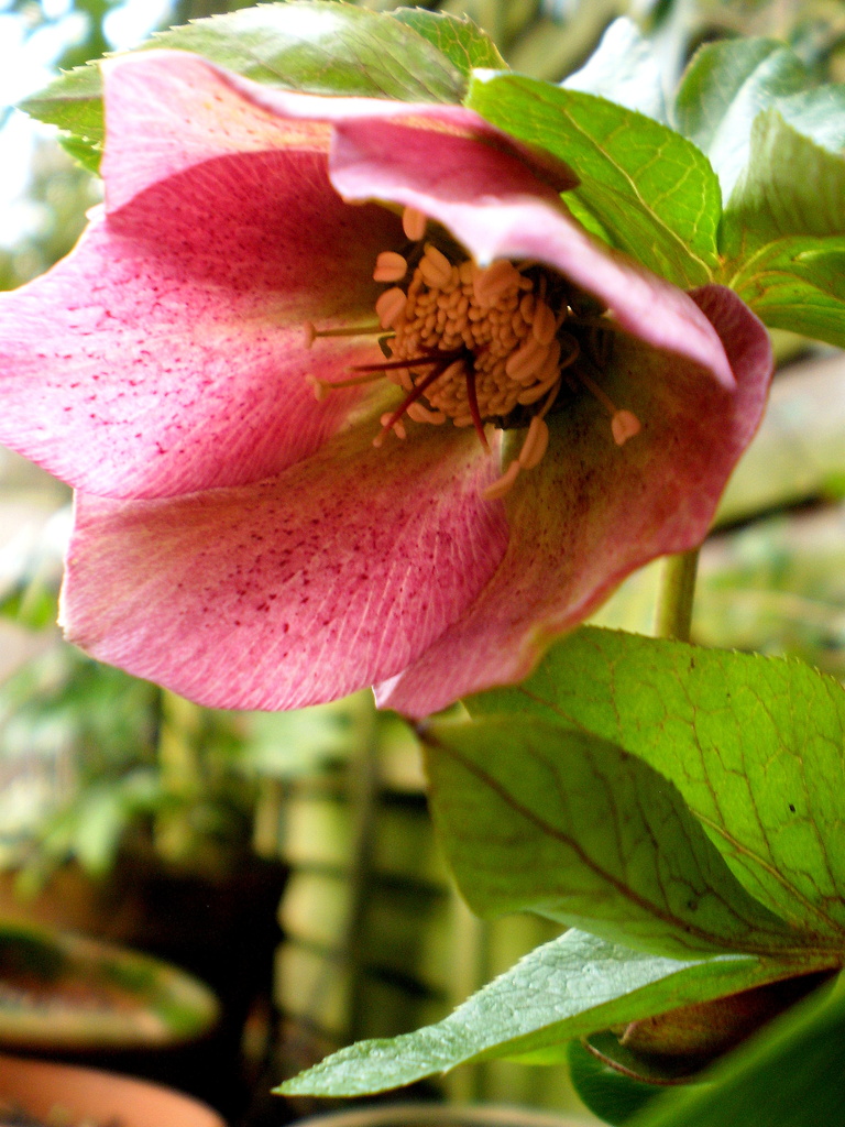 Another Hellebore. by snowy