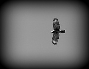 24th Feb 2013 - Red-Tailed Hawk 