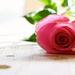 Pink Rose (Valentine version 2!) by traceywhickerphotography
