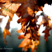 Autumn leaves  by traceywhickerphotography