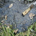 Frogspawn in pond at Lydford  by jennymdennis