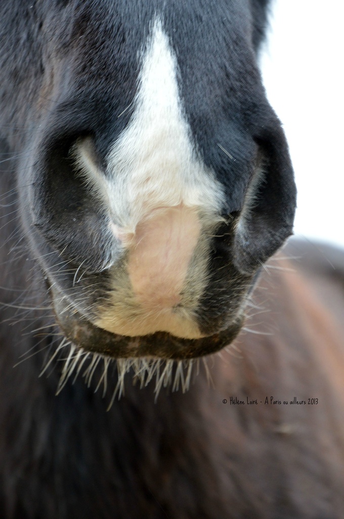 Lancelot's cute big nose by parisouailleurs