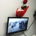 A rose from my wife by prn