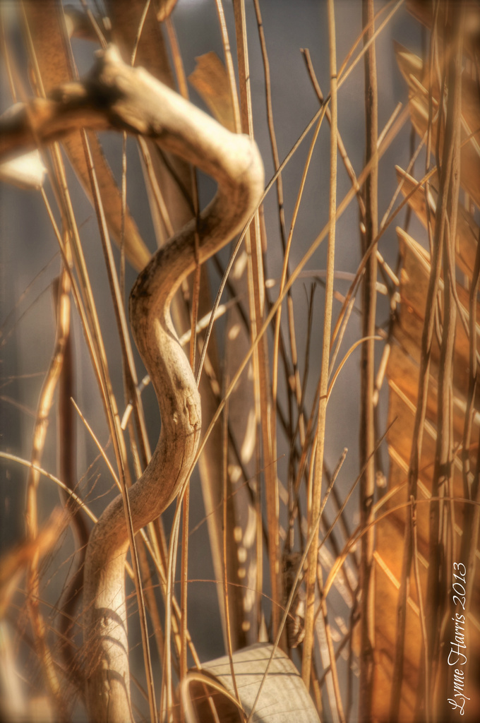 Sticks and Twigs by lynne5477