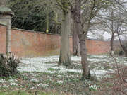 25th Feb 2013 - Snowdrops in abundance