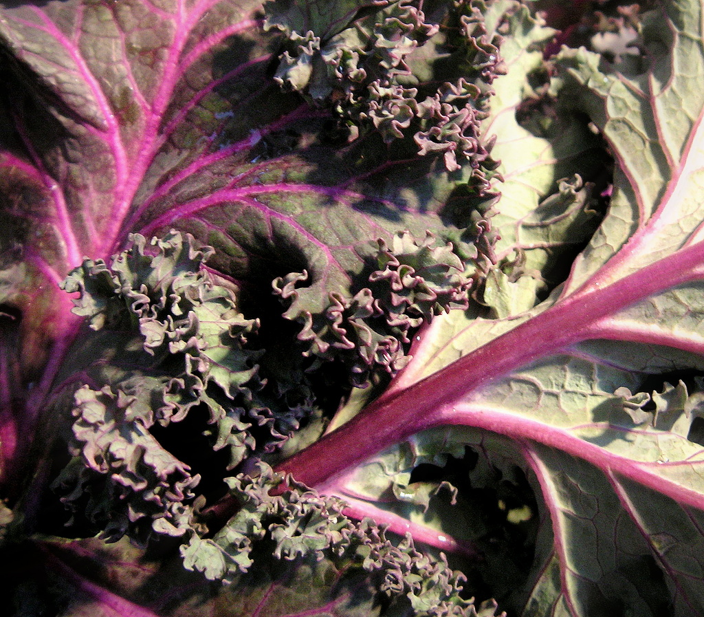 Purple Kale by pasadenarose