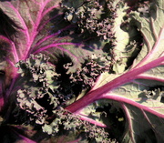 23rd Feb 2013 - Purple Kale