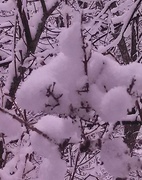 24th Feb 2013 - Snowy branch - 365-55