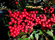 23rd Feb 2013 - Mom's Nandina Berries