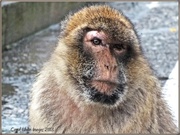 25th Feb 2013 - Barbary Macaque