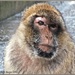 Barbary Macaque by carolmw