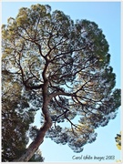 25th Feb 2013 - Sunlit Tree