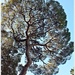 Sunlit Tree by carolmw