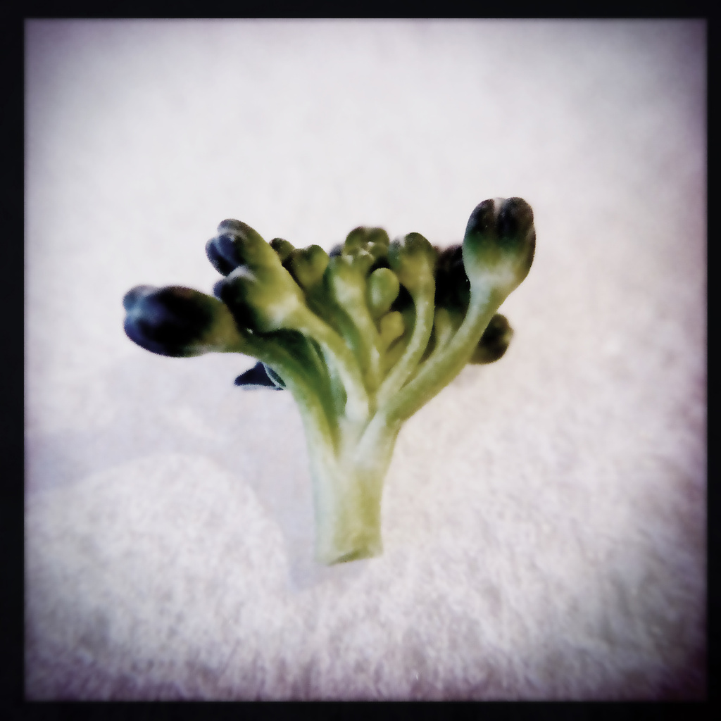 Weston broccoli by mastermek