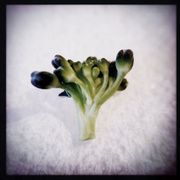 25th Feb 2013 - Weston broccoli